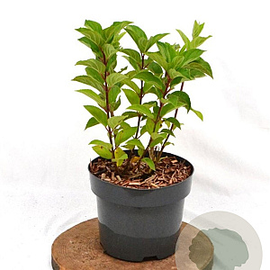 Hydrangea pan. Hercules 25-30 cm 3,0L