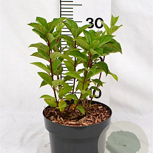 Hydrangea pan. Hercules 25-30 cm 3,0L