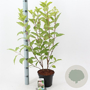 Hydrangea pan. 'Phantom' 50-60 cm 3,0L