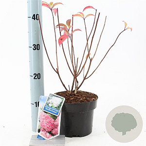 Hydrangea pan. Vanille-Fraise 25-30 cm 2,0L