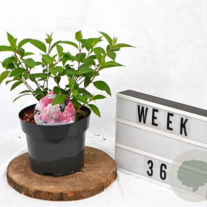 Hydrangea pan. Vanille-Fraise 25-30 cm 3,0L