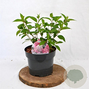 Hydrangea pan. Vanille-Fraise 25-30 cm 3,0L