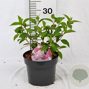 Hydrangea pan. Vanille-Fraise 25-30 cm 3,0L