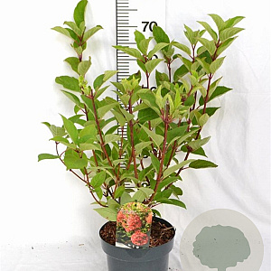 Hydrangea pan. 'Wim's Red' 40-60 cm 5,0L