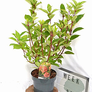 Hydrangea pan. 'Wim's Red' 40-60 cm 5,0L