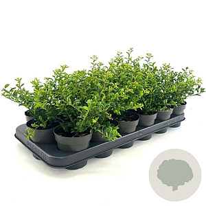 Ilex crenata 'Convexa' 10-15 cm P9,5
