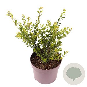 Ilex crenata 'Green Hedge' 15-20 cm 3,0L