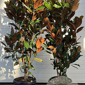 Magnolia grandiflora 175-200 cm 30L