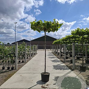 Platanus hispanica 12-14 cm 45L 285 cm stam dakvorm 150