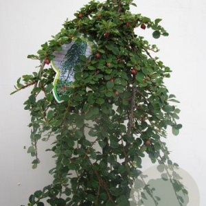 Cotoneaster pr. 'Queen of Carpets' 120 cm stam 7,5L