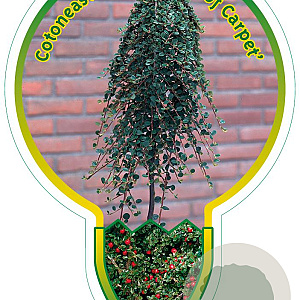 Cotoneaster pr. 'Queen of Carpets' 120 cm stam 7,5L