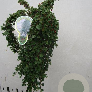 Cotoneaster pr. 'Queen of Carpets' 120 cm stam 7,5L
