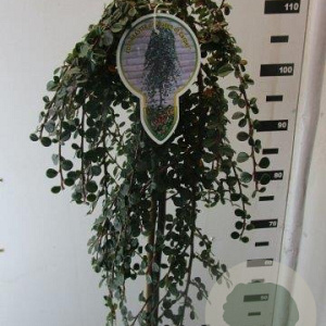 Cotoneaster pr. 'Queen of Carpets' 120 cm stam 7,5L