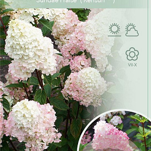 Hydrangea pan. Sundae Fraise 120 cm stam 7,5L