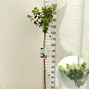 Hydrangea pan. Sundae Fraise 120 cm stam 7,5L