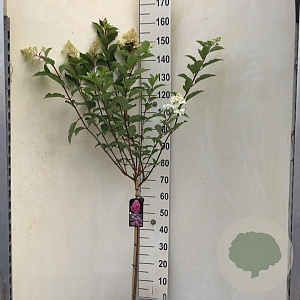 Hydrangea pan. Vanille-Fraise 70 cm stam 7,5L