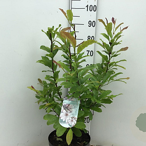 Magnolia stellata 80-100 cm 15L