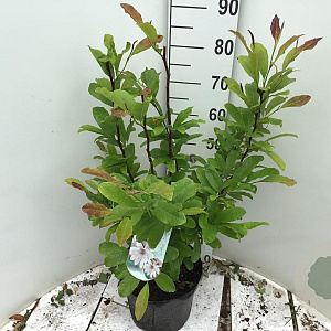 Magnolia stellata 80-100 cm 15L