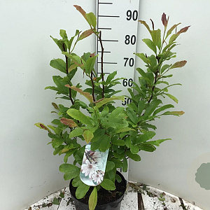 Magnolia stellata 80-100 cm 15L
