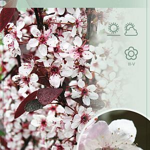 Prunus cistena 90 cm stam 7,5L