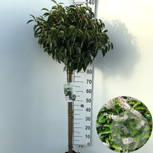Prunus l. 'Angustifolia' 90 cm stam 10L