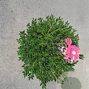 Rhododendron Bloombux Magenta 30-40 cm 5,0L bol