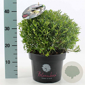 Rhododendron Bloombux 30-40 cm 5,0L bol