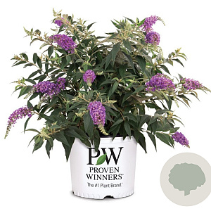 Buddleja Purple Chip 60-80 cm 12L