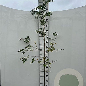 Sorbus aucuparia 200-225 cm 5,0L