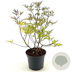 Vitex agnus-castus 'Silver Spire' 35-40 cm 3,0L