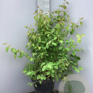 Cornus sang. 'Midwinter Fire' 125-150 cm 20L