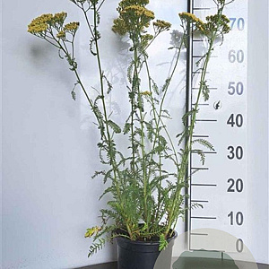 Achillea 'Terracotta' GM 2,0L