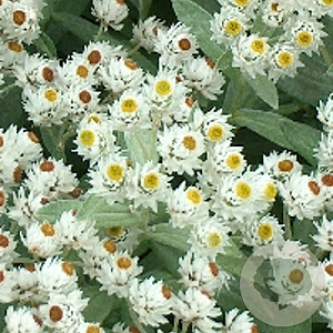 Anaphalis tripl. 'Sommerschnee' GM P9