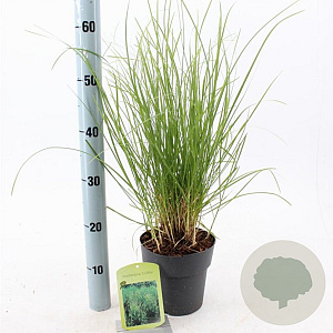 Deschampsia cesp. 'Goldtau' 30-60 cm 2,0L