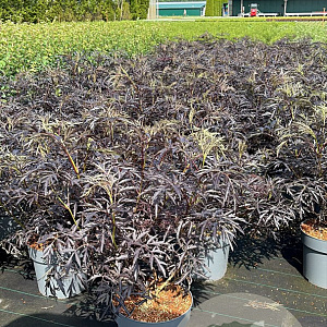 Sambucus nigra Black Lace 60-80 cm 12L