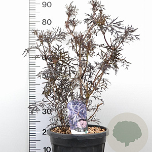 Sambucus nigra Black Lace 60-80 cm 12L