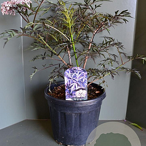 Sambucus nigra Black Lace 60-80 cm 12L