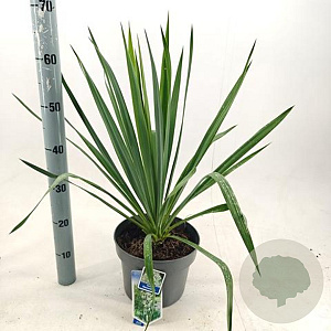 Yucca filamentosa 30-40 cm 5,0L
