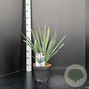 Yucca filamentosa 30-40 cm 5,0L