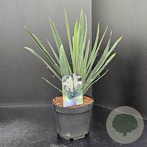 Yucca filamentosa 30-40 cm 5,0L