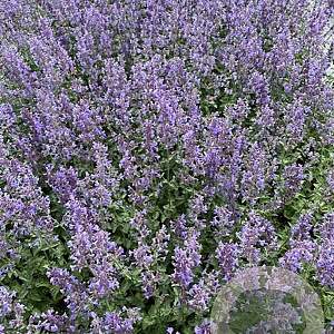 Nepeta faassenii 'Six Hills Giant' GM 2,0L