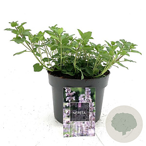 Nepeta faassenii 'Six Hills Giant' GM 2,0L