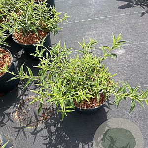 Buddleja Free Petite Snow White 30-40 cm 3,0L