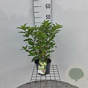 Hydrangea pan. 'Limelight' 30-40 cm 3,0L