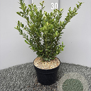 Ilex crenata 'Caroline Upright' 30-35 cm 2,0L