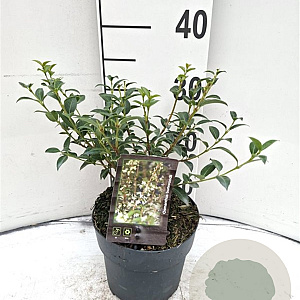 Osmanthus burkwoodii 30-40 cm 2,0L