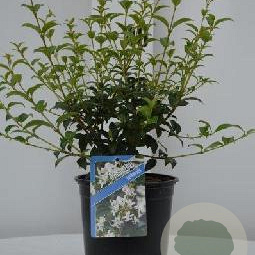 Osmanthus burkwoodii 30-40 cm 2,0L