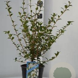 Osmanthus burkwoodii 30-40 cm 2,0L