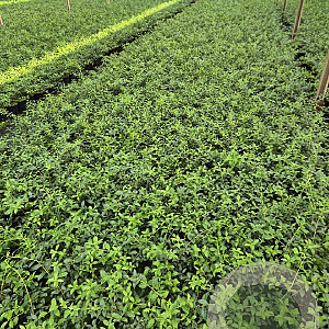 Osmanthus burkwoodii 30-40 cm 2,0L