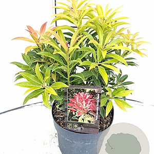 Pieris 'Forest Flame' 30-40 cm 5,0L